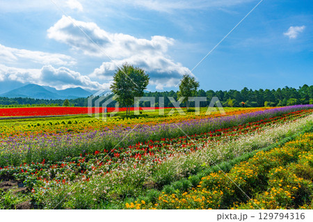 八ヶ岳　花畑　八ヶ岳ガーデンプロジェクト　 129794316