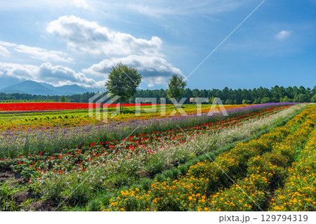 八ヶ岳 花畑 八ヶ岳ガーデンプロジェクト 八ヶ岳 花畑 八ヶ岳ガーデンプロジェクト 129794319