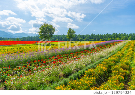 八ヶ岳 花畑 八ヶ岳ガーデンプロジェクト 八ヶ岳 花畑 八ヶ岳ガーデンプロジェクト 129794324
