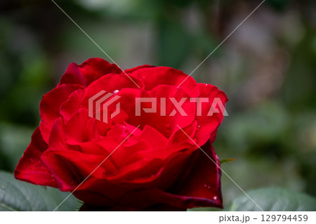 水滴がのった真っ赤なバラの花のアップ 129794459