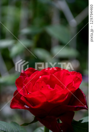 水滴がのった真っ赤なバラの花のアップ 129794460