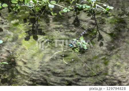 岩手県盛岡市高松池のクレソンの生える水場で産卵するオニヤンマ 岩手県盛岡市高松池のクレソンの生える水場で産卵するオニヤンマ 129794828