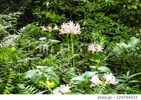 夏に咲くヒガンバナ科の猛毒の夏水仙のピンクの花 129794833