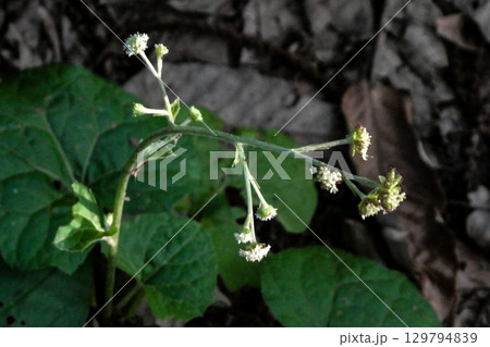 蕗の葉によく似た山野草のノブキの葉と花 蕗の葉によく似た山野草のノブキの葉と花 129794839