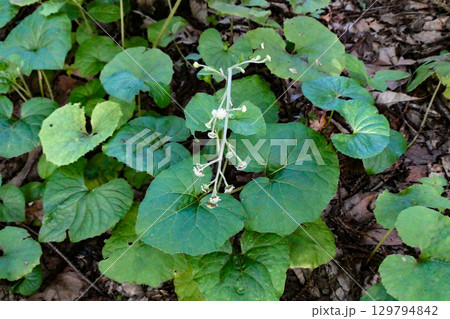 蕗の葉によく似た山野草のノブキの葉と花 蕗の葉によく似た山野草のノブキの葉と花 129794842
