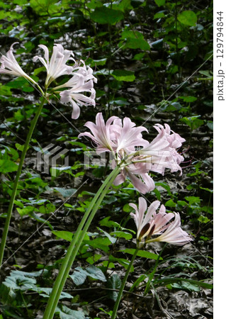 夏に咲くヒガンバナ科の猛毒の夏水仙のピンクの花 129794844