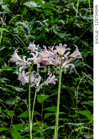 夏に咲くヒガンバナ科の猛毒の夏水仙のピンクの花 129794846