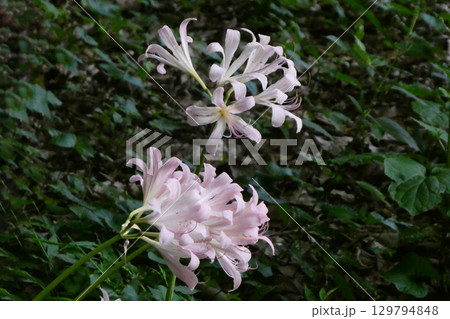 夏に咲くヒガンバナ科の猛毒の夏水仙のピンクの花 129794848