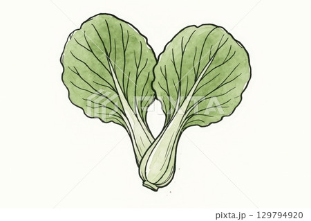 Bok choy leaf illustration, overlapping leaves with sketchy outlines and green wash on white background 129794920
