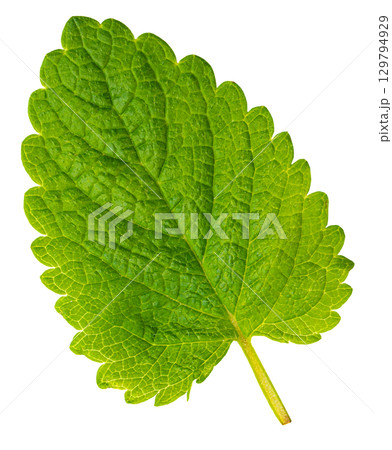 Bright green lemon balm leaf showing veins and stem on transparent background 129794929