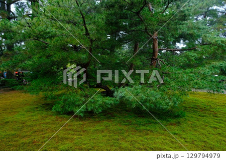 兼六園の松と苔庭の調和 129794979