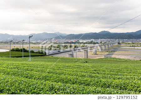 静岡県島田市の茶畑と大井川に架かる島田大橋 静岡県島田市の茶畑と大井川に架かる島田大橋 129795152