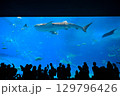美ら海水族館 129796426