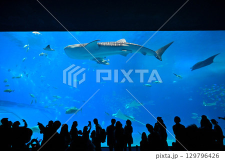 美ら海水族館 美ら海水族館 129796426