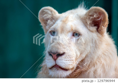 Majestic white lion with striking blue eyes resting in a serene environment Majestic white lion with striking blue eyes resting in a serene environment 129796944
