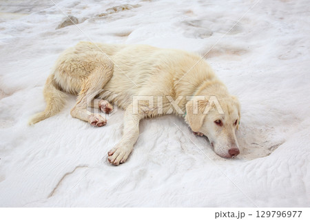 White dog resting on a snowy landscape during winter afternoon White dog resting on a snowy landscape during winter afternoon 129796977