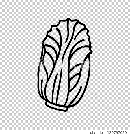 かわいい手描きの白菜イメージイラスト 129797020