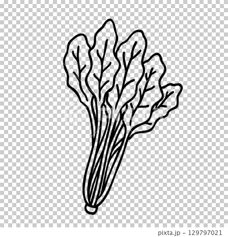 かわいい手描きのほうれん草イメージイラスト かわいい手描きのほうれん草イメージイラスト 129797021