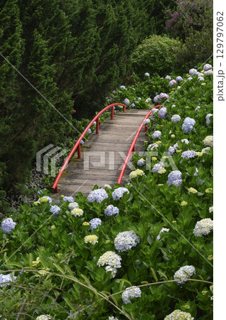 Wooden bridge with red railings in a tropical garden with flowers in Vietnam Wooden bridge with red railings in a tropical garden with flowers in Vietnam 129797062