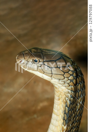 Close up head king cobra is dangerous snake at garden thailand 129797088