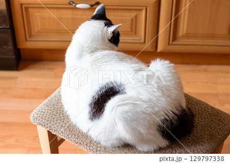 Cute White Cat with Black Spots Resting on a Chair 129797338