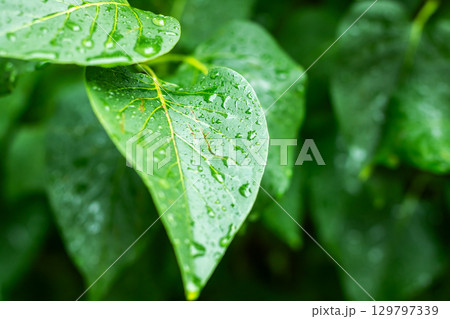 A CloseUp View of Fresh Green Leaves with Raindrops on Them 129797339