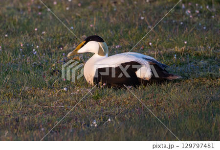 Common Eider (Somateria mollissima) male, on a beach meadow on southern Oland, Sweden. 129797481
