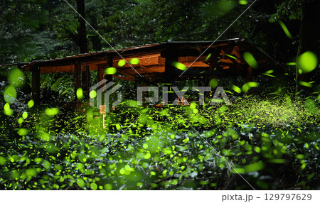 Fireflies Illuminating a Path to a Teahouse in Pinglin Taiwan Forest at Night. 129797629