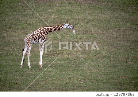 A lone giraffe in the savannah with a feather in its mouth A lone giraffe in the savannah with a feather in its mouth 129797868