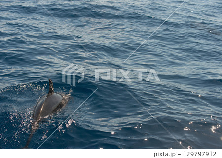 Playful Atlantic spotted dolphin, Stenella frontalis, swimming in the Atlantic Ocean, Azores, Portugal Playful Atlantic spotted dolphin, Stenella frontalis, swimming in the Atlantic Ocean, Azores, Portugal 129797912
