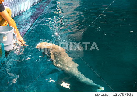 【#鳥羽水族館】スナメリへの餌やり 【#鳥羽水族館】スナメリへの餌やり 129797933