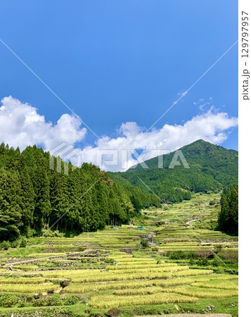 秋晴れの青空と鞍掛山麓の緑に映える黄金色の棚田〈四谷千枚田/愛知県新城市〉 129797957