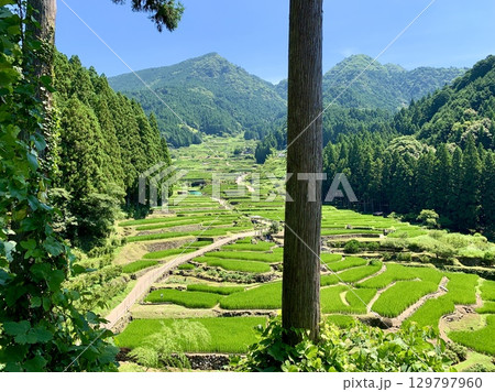 夏の青空と鞍掛山の緑に映える棚田の青田を木陰越しに見る〈四谷千枚田/愛知県新城市〉 129797960