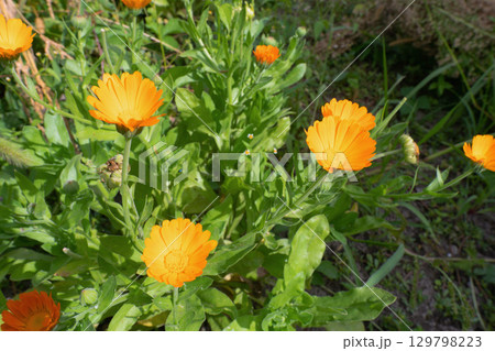 Vibrant Calendula Flowers in Sunlight 129798223