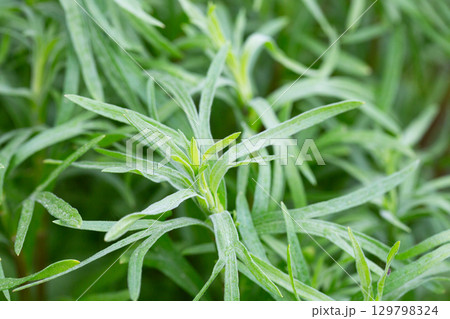 Silver green Wormwood leaves background. Artemisia absinthium, absinthe wormwood plant in herbal kitchen garden, close up, macro Silver green Wormwood leaves background. Artemisia absinthium, absinthe wormwood plant in herbal kitchen garden, close up, macro 129798324
