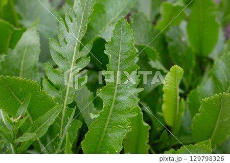 Horseradish with green leaves grows in open organic soil Horseradish with green leaves grows in open organic soil 129798326