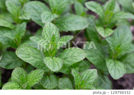 Peppermint (Mentha piperita) is a hybrid species of mint, a cross between watermint and spearmint 129798332