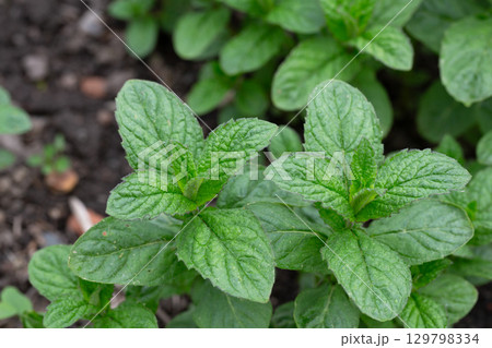 Peppermint (Mentha piperita) is a hybrid species of mint, a cross between watermint and spearmint 129798334