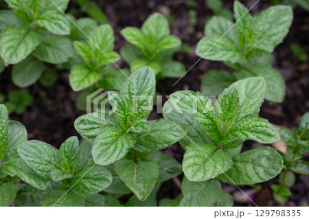 Peppermint (Mentha piperita) is a hybrid species of mint, a cross between watermint and spearmint 129798335