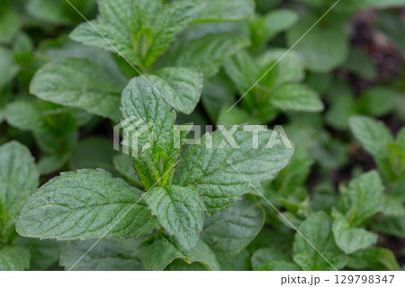 Peppermint (Mentha piperita) is a hybrid species of mint, a cross between watermint and spearmint 129798347
