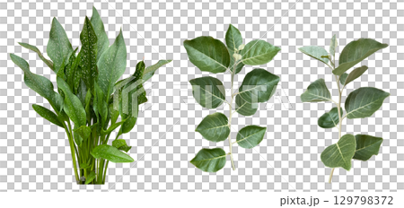 Leaf cutout material (transparent background) Leaf cutout material (transparent background) 129798372