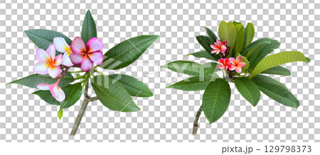Plumeria flower cutout (transparent background) 129798373