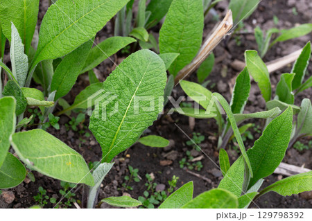 Inula helenium, Elecampane, Compositae. Wild plant shot in summer Inula helenium, Elecampane, Compositae. Wild plant shot in summer 129798392