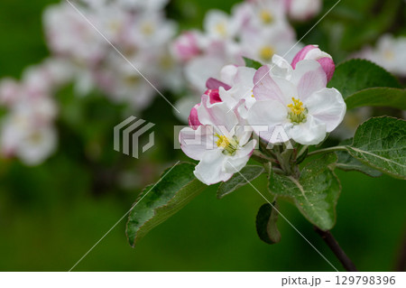 Blooming apple blossom. Garden apple tree 129798396