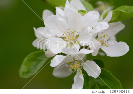 White plum flowers on a branch in the garden, Macro, spring background White plum flowers on a branch in the garden, Macro, spring background 129798418