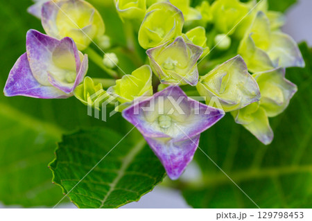 Green, blue and yellow Hydrangeas macrophylla close up. Floral wallpaper 129798453