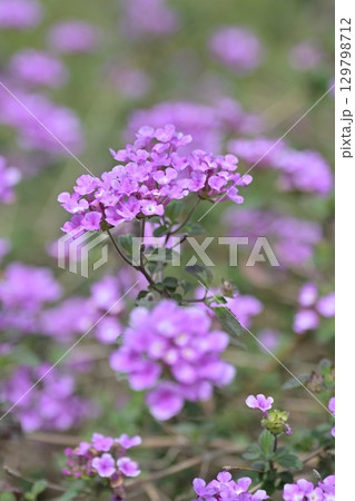 ランタナ(コバノランタナ:Trailing lantana) ランタナ(コバノランタナ:Trailing lantana) 129798712