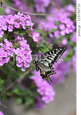 ランタナ（コバノランタナ：Trailing lantana） 129798719