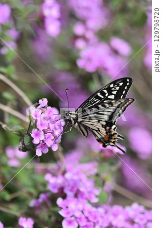 ランタナ（コバノランタナ：Trailing lantana） 129798720