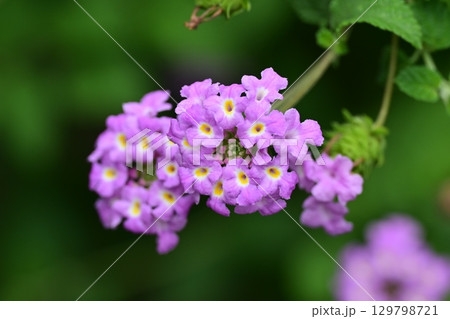 ランタナ(コバノランタナ:Trailing lantana) ランタナ(コバノランタナ:Trailing lantana) 129798721